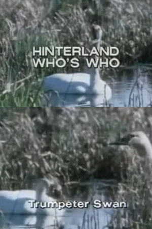 Постер: Hinterland Who's Who: Trumpeter Swan