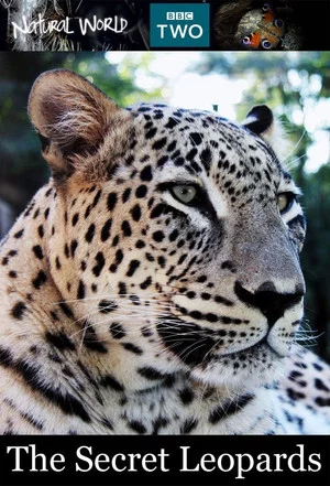 Постер: BBC Natural World 2010 The Secret Leopards