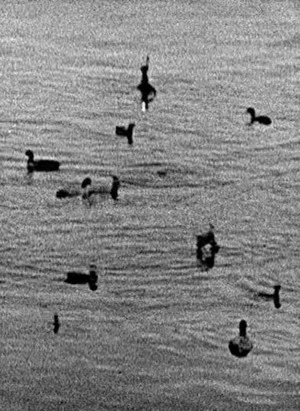 Постер: Coots