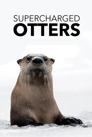 Постер: Supercharged Otters