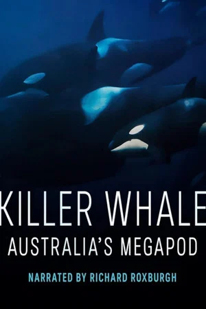Постер: Killer Whale: Australia's Megapod