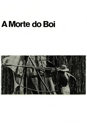 Постер: A Morte do Boi