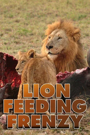 Постер: Lion Feeding Frenzy