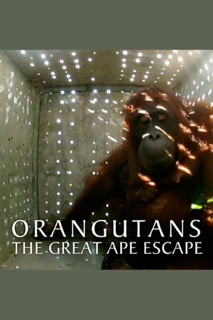Постер: Orangutans: The Great Ape Escape