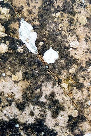 Постер: Metamorphose Works No.2