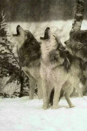 Постер: Wolf
