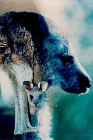 Постер: Australian Bush