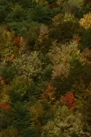 Постер: Color Study