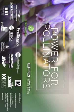 Постер: Power for Pollinators