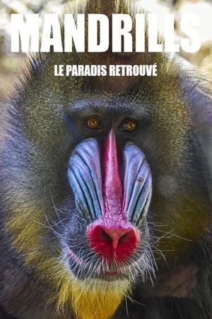 Постер: Mandrills : le paradis retrouvé