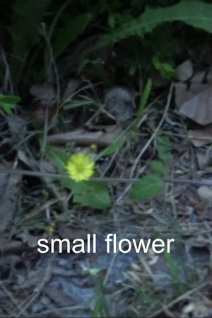 Постер: Small Flower