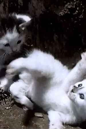 Постер: It's a Cat's Life