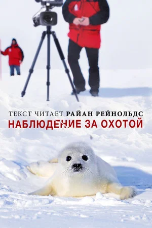 Постер: Наблюдение за охотой