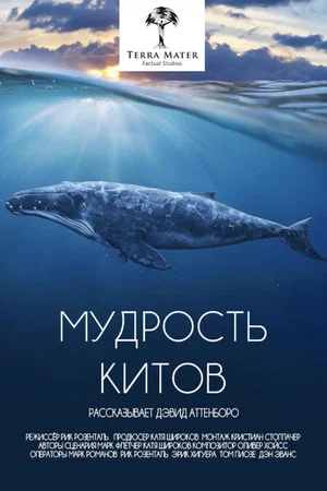 Постер: Мудрость китов