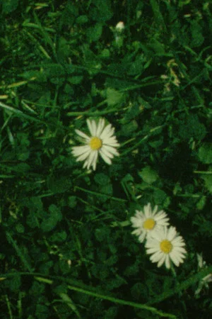 Постер: Daisies Cloud Passing
