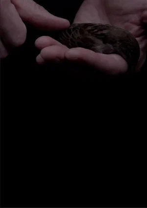 Постер: The Afterlife of Fatherbird