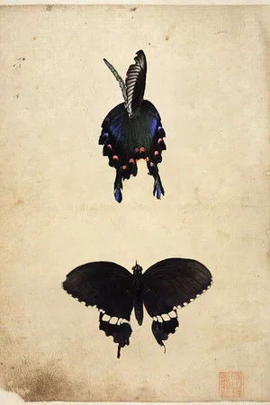 Постер: Butterfly