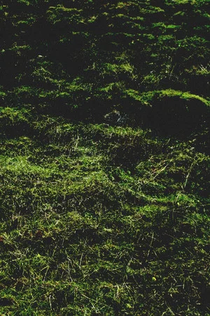 Постер: Untitled / Aubrac