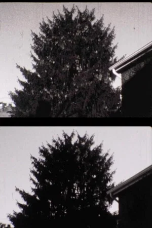 Постер: 43 street Treelapse