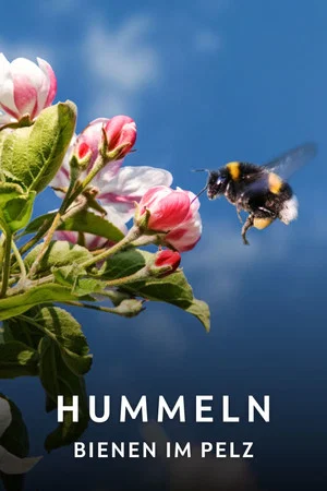 Постер: Hummeln - Bienen im Pelz
