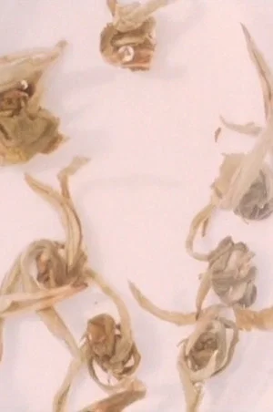 Постер: Four Little Films: Frost Table, Tholos, Jasmine Tea, and Garden