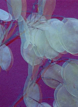 Постер: Daphne (Purple Red)