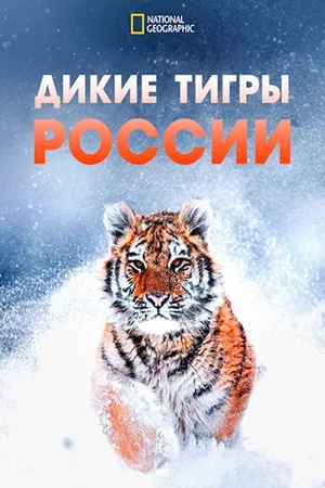 Постер: Дикие тигры России