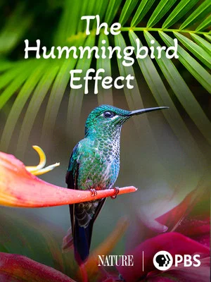 Постер: The Hummingbird Effect