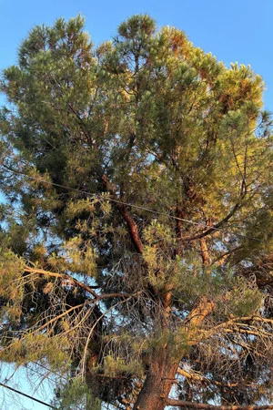 Постер: Tree