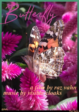 Постер: Butterfly