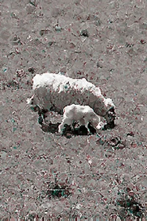 Постер: Sheep