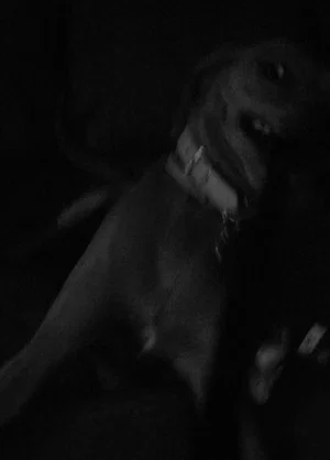 Постер: The Bothersome Task of Quenching the Dog’s Hunger