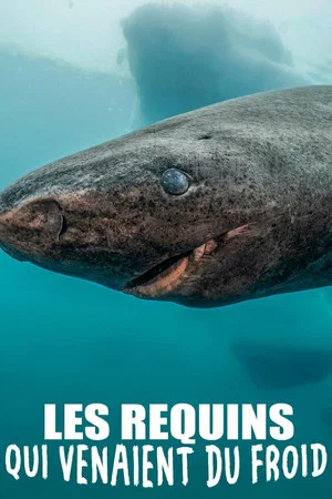 Постер: Les requins qui venaient du froid