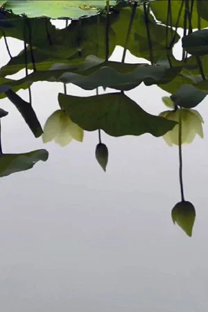Постер: by the lotus