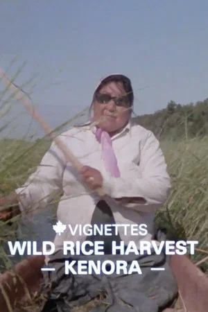 Постер: Canada Vignettes: Wild Rice Harvest Kenora