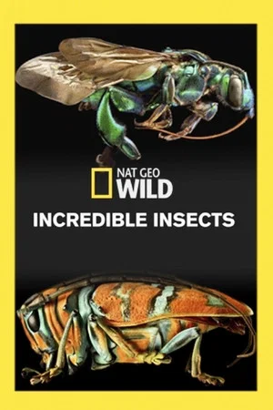 Постер: Incredible Insects