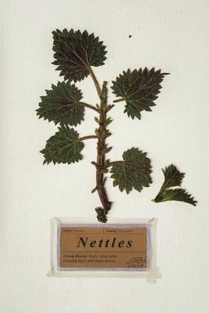 Постер: Nettles