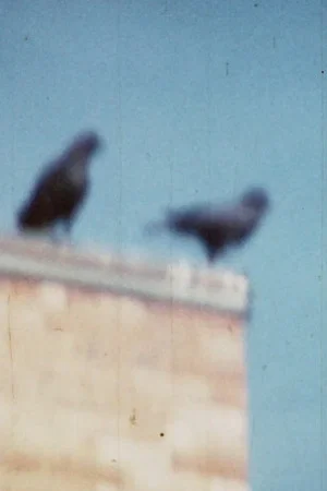 Постер: Caw Notes