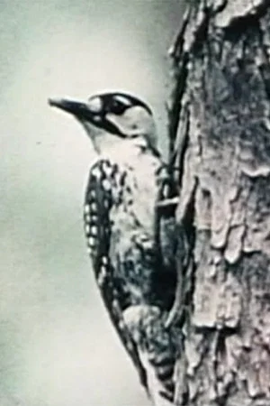 Постер: Natural History