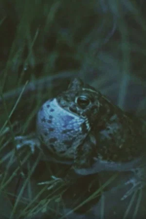 Постер: Vicious Animal