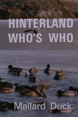Постер: Hinterland Who's Who: Mallard Duck