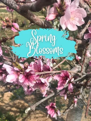 Постер: Spring Blossoms