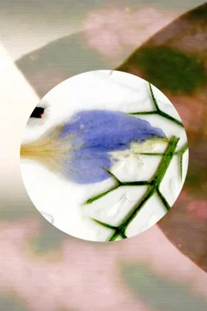 Постер: Nature's Optical Toy