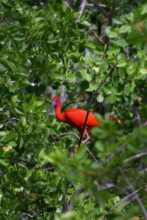 Постер: Caroni