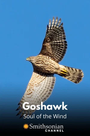 Постер: Goshawk - Soul of the Wind