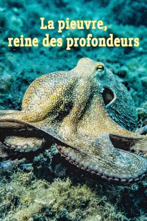 Постер: La pieuvre, reine des profondeurs