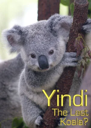 Постер: Grainger's World: Yindi: The Last Koala?