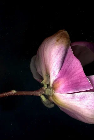 Постер: Dans un rectangle absolu, le printemps