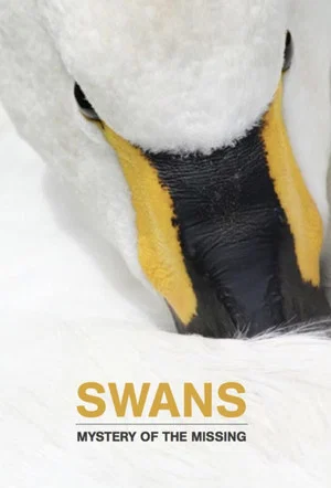Постер: Swans: Mystery of the Missing