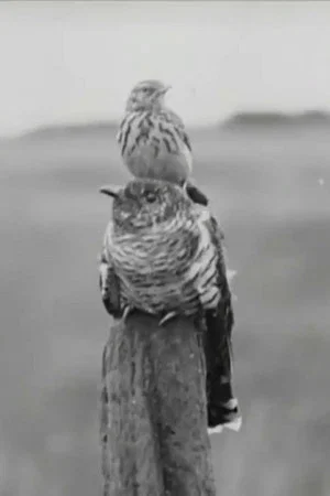 Постер: The Cuckoo's Secret